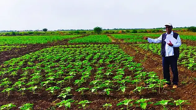 Sudan'da Türk tohumu üretilecek