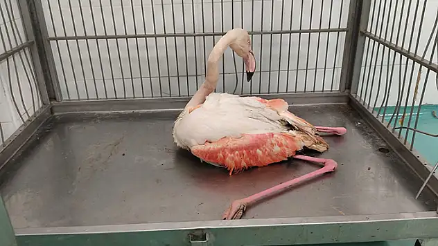 Suğla Gölü kıyısında yaralı bulunan flamingo tedaviye alındı
