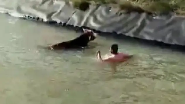Sulama kanalına düşen ineği kurtarmak için canını hiçe saydı
