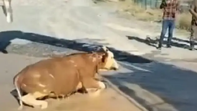Sulama kanalında sürüklenen boğa kepçe ile kurtarıldı
