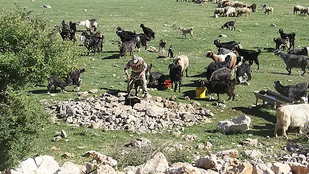 Suların çekildiği Beyşehir Gölü'nde besiciler hayvanların su ihtiyacını kuyulardan karşılıyor
