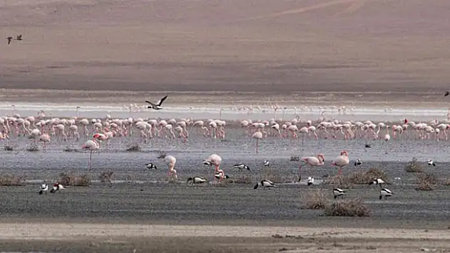 Suların çekilmesiyle birlikte Konya'daki Düden Gölü'ndeki flamingo sayısı düştü