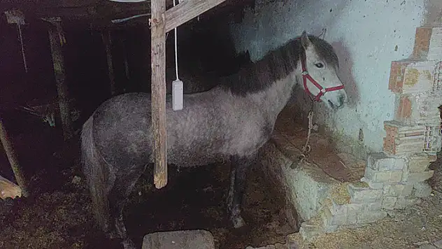 Sultangazi'de at eti baskını: Kamyonetten at eti çıktı, ahırda ise 3 at bulundu
