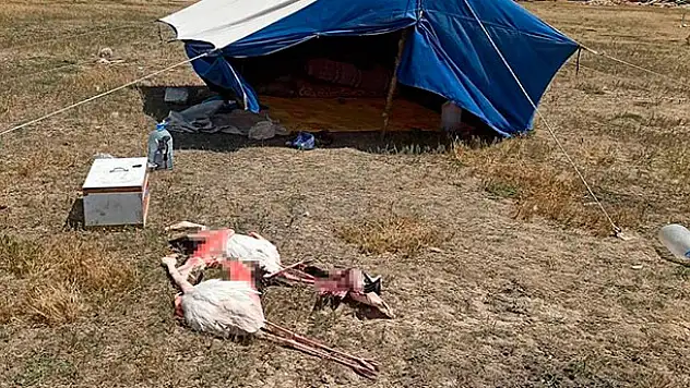 Suna kuşu ve flamingo katliamına: 13 bin 237 lira ceza