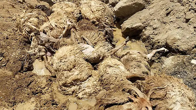 Sürüdeki koyunun peşinden 27 koyun daha uçuruma atlayıp öldü
