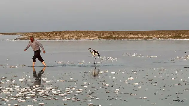 Sürüsüyle uçarken çiftliğe düşen yavru flamingo Tuz Gölü'ne bırakıldı
