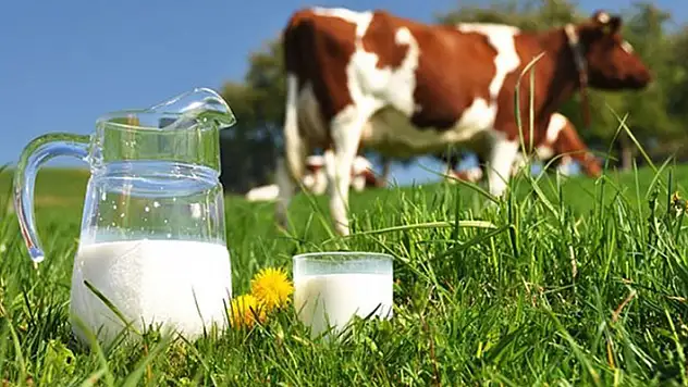 Süt üreticileri isyanda! Hayvanlar kesime gidecek kırmızı et de alamayacaksınız!
