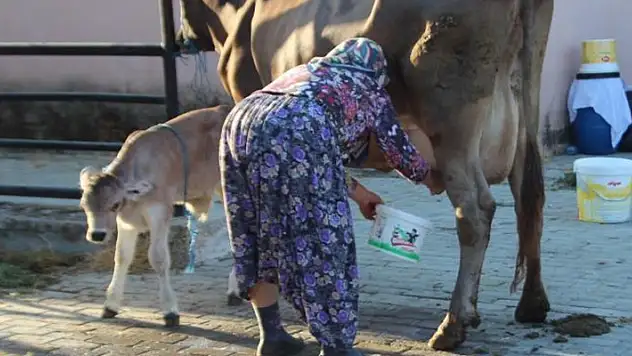 Süt üreticisine bayram ve resmi tatiller zehir oluyor
