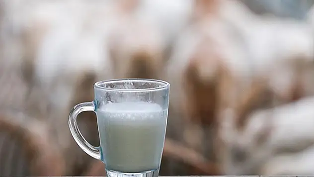 Süte zam geldi! USK çiğ süt tavsiye fiyatını açıkladı
