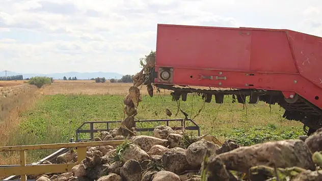 Tahıl ambarı Konya'da 7 milyon ton pancar rekolte beklentisi