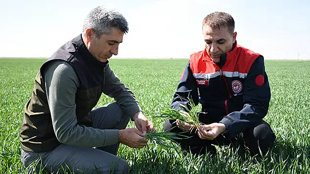 Tahıl ambarı Konya'da hububat ürünlerinde bitki gelişimi iyi
