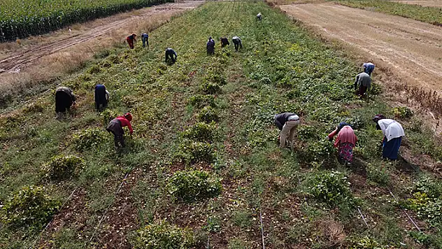 Tahıl ambarı Konya kuru fasulye üretiminde de iddialı
