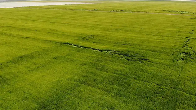 Tahıl ambarı Konya Ovası'nda yağışlar rekolte umutlarını artırdı
