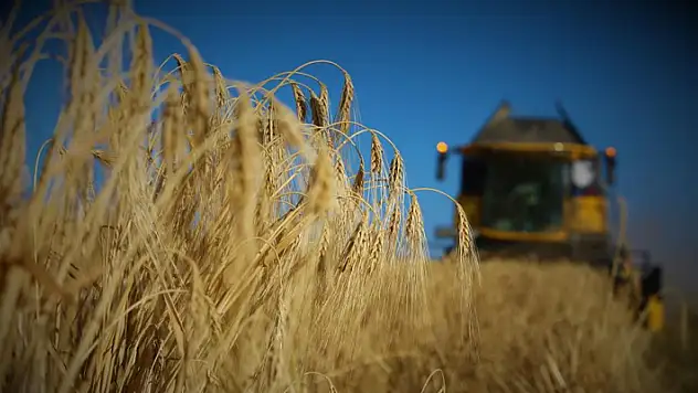 Tahıl ambarı Konya Ovasında arpa hasadı başladı