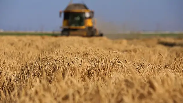 Tahıl ambarında 2 milyon 400 bin ton buğday rekoltesi beklentisi
