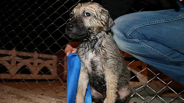 Tahliye kanalına düşen yavru köpeği fotoğrafçılar kurtardı
