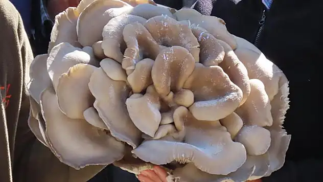 Tam 5 kilo 150 gram ağırlığında! Konya' da çobanın bulduğu dev mantar görenleri hayrete düşürdü
