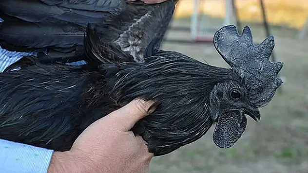 Tamamen hobi olarak yapıyor! Kazandığı para ise...