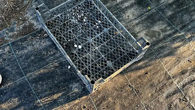 Sakarya'da tarım arazisinde 8 köpek ölü bulundu