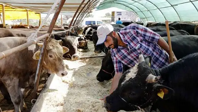 Tarım Bakanlığından süt üreticileri ve besicilere yem desteği