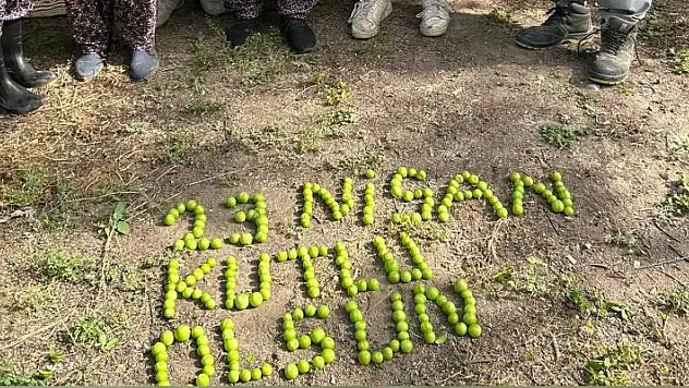 Tarım işçileri 23 Nisan'ı erik hasadı yaparken kutladılar