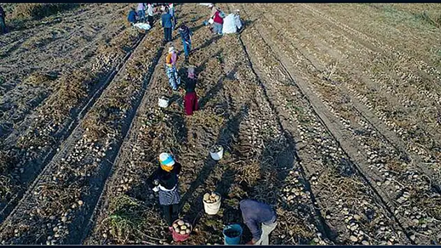 Tarım işçileri aşılanmaya başlayacak
