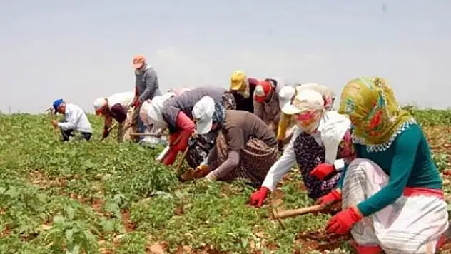 Tarım işçisinin günlük ücreti yükseldi