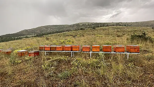 Tarım, ormancılık ve arıcılık Konya ile Karaman'da 'bal ormanında' buluştu