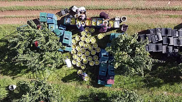 Tarım sektöründen tüm zamanların en yüksek ocak-mayıs ihracatı
