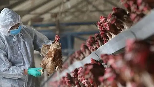 Tarım ve Orman Bakanlığı: Konya'da kuş gribi tespit edildi
