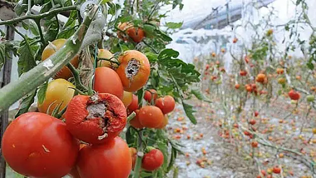 Tarımda en yüksek zarar ödemesi
