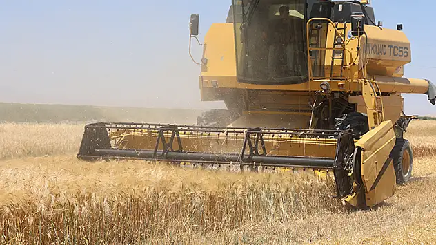 Tarımın başkenti Konya'da hububatta ciddi rekolte kaybı