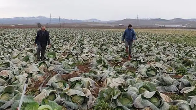 Tarlada 35 kuruş pazarda 7 lira