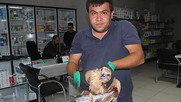 Tarlada bulunan yaralı şahin kurtarıldı