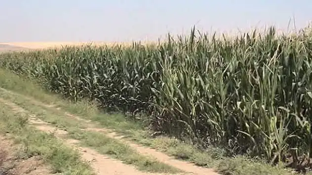 Tarlada el bombası ve uzun namlulu silah bulundu