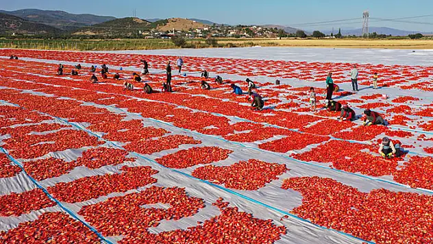 Tarlalar kırmızıya büründü