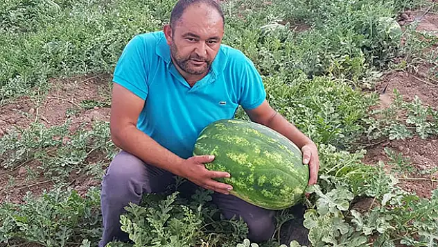 Tarlasında 30 kilogramlık karpuz yetiştirdi