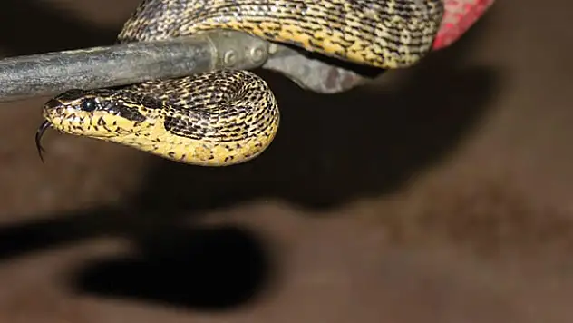 Tavuğun altından yumurta almaya çalışırken eline engerek yılanı geldi!