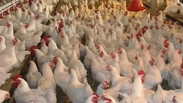 Tavuk eti üretimi aylık yüzde 0,7 azaldı
