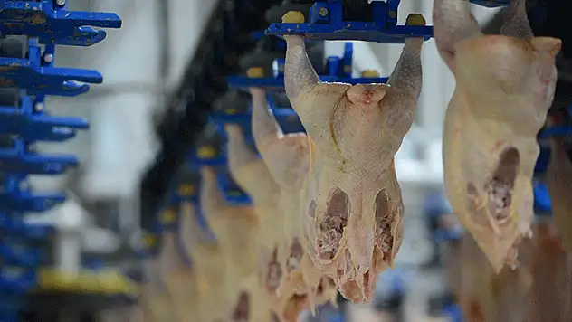 Tavuk eti üretimi mayısta yıllık bazda yüzde 11,7 arttı