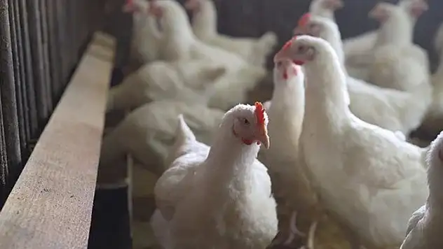 Tavuk ihracatına yasak geliyor 