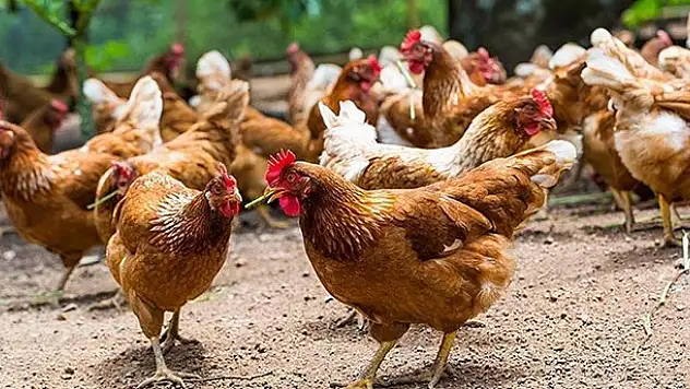 Tavuk, sığır ve yumurta fiyatları 2018'de arttı