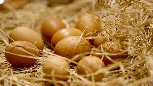 Tavuk yumurtası üretimi ocakta azaldı