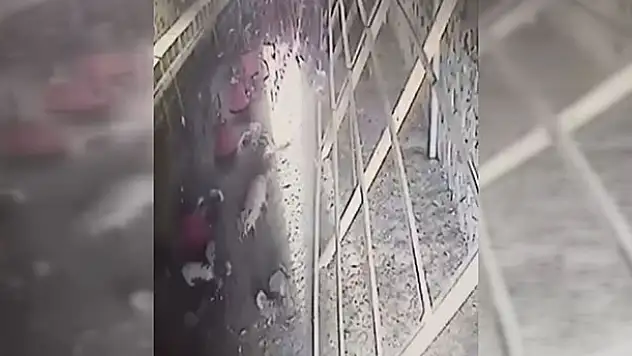 Tavuklar kümese giren tilkiyi kovaladı
