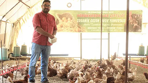 Tavuklar Müslüm Babayla kavgayı bıraktı, yumurtlamaya başladı