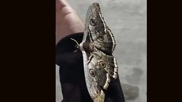 Tavus kelebeğini kanatlarındaki desenler kuşlardan koruyor
