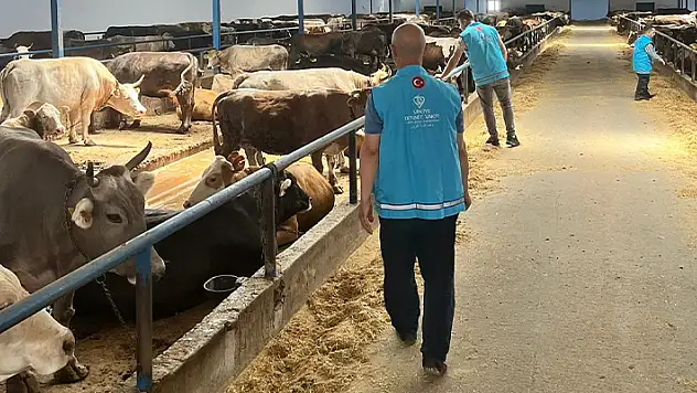 TDV, Konya'da kurban etlerini 22 bin 800 ihtiyaç sahibine ulaştıracak
