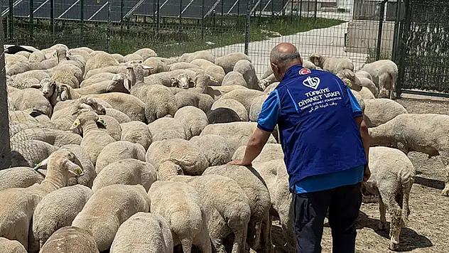 TDV, Konya'da kurban etlerini 12 bin 540 kişiye ulaştıracak