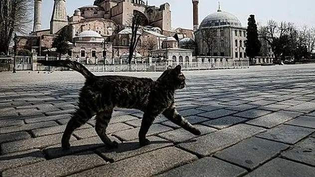Tedbirlere uymayan 496 bin 841 kişiye ceza kesildi