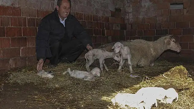 Tek batında 6 kuzu doğurdu